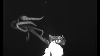 Giant squid caught on camera for first time in the US