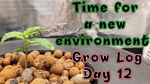 Grow Log: Day 12 - Transferring To A New Environment (Wedding Cake, Gelato & Super Skunk)