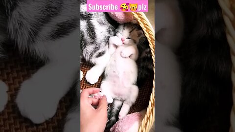 So Cute Cat baby! 😽🥰 in Home || p-56 || #shortsfeed #cat #youtubepets
