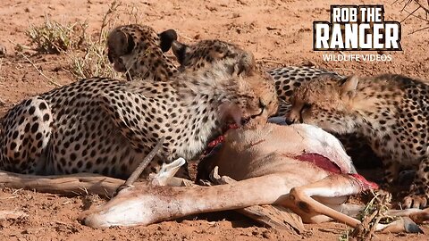 Cheetah Family Feed On A Gazelle | Samburu | Zebra Plains On Tour