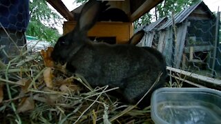 Getting the young rabbits ready for a dark night