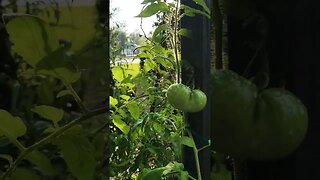 The Agora Spiral #electroculture #music #organicgardening #culturedvegetables #tomatoes #peppers