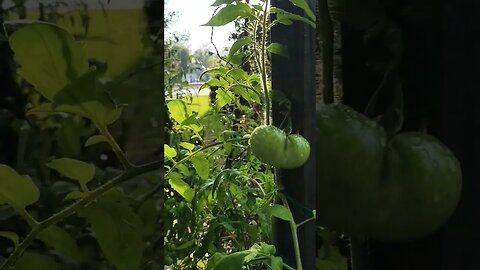 The Agora Spiral #electroculture #music #organicgardening #culturedvegetables #tomatoes #peppers