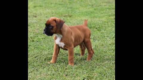 Train a Boxer Puppy