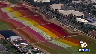 Carlsbad Flower Fields in peak season