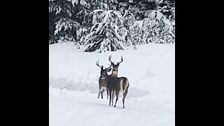 White tail bucks / deer come to visit