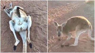 Elderly kangaroo is ready for a siesta!