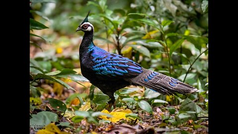 اجمل طاووس. Beautiful Peacocks