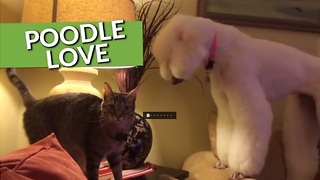 From Epic Playtime To Making Friends, These Poodles Are Simply The Best!