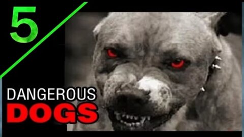 5 Most Dangerous Dogs Breeds In The World