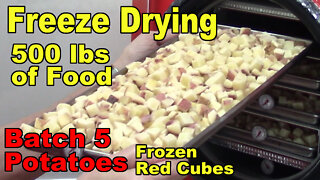 Freeze Drying Your First 500 lbs of Food - Batch 5 - Potatoes