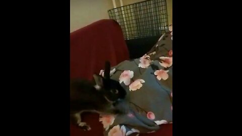 Funny bunny breaks the sofa and pillow