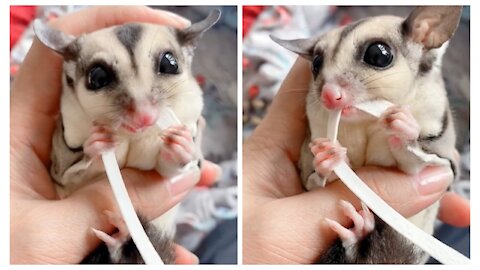 Sugar glider food