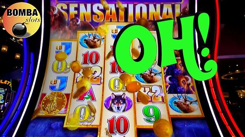 SENSATIONAL BUFFALOES! #casino #slotmachine #lasvegas