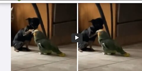 Parrot and doggy are clearly very good friends