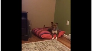 Dog flawlessly closes door on command