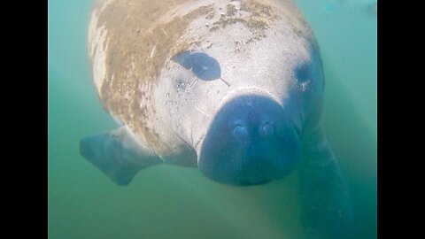 Florida Manatee on Nature Coast