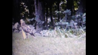 Eagle on Ken's Trailcam