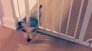 Ninja dog easily slides through gate