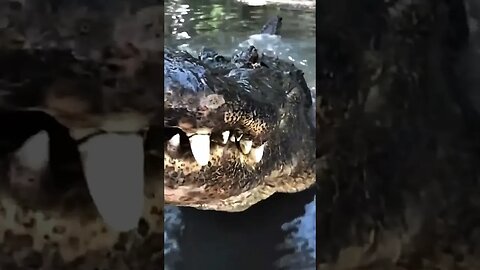 TERRIFYING Growl of an Alligator #animal