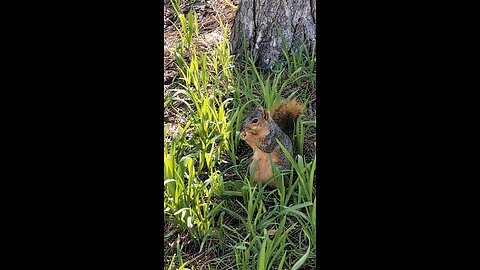 squirrel 🐿️ in the jungle