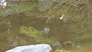 Colorful carp at the pond in Ninomaru Garden