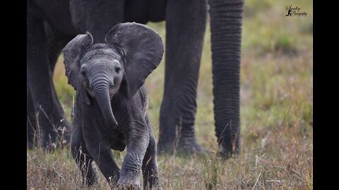 Cutest Baby Elephant