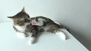 Cute Cat Hygiene on the Table