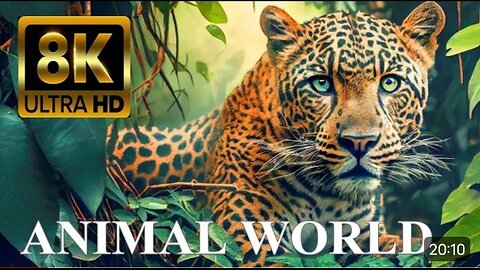 ANIMAL WORLD 8K ULTRA HD - Amazing Wildlife