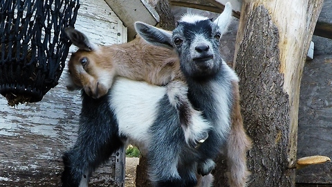 Playful Baby Goats Find A Fun Toy In The Farmyard