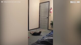 Ce chat aveugle saute partout jusqu'à trouver le lit !