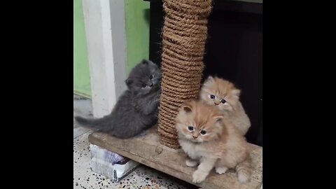 Adorable Kittens Playing and Snuggling