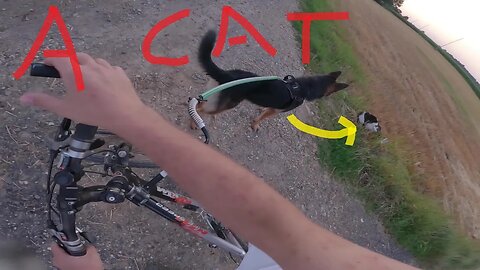 Unforgettable Bike Ride: My Black German Shepherd, Close Call with a Cat