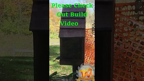 Birdfeeder Pt1 sped up 4min video #shorts