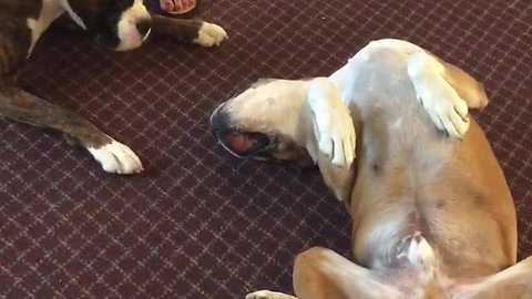 Pooch Plays Dead, But His Best Buddy Is Freaking Out