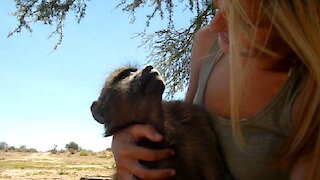 Hanging out with a rescued baby baboon