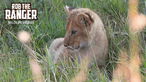Lion Cubs Go To Drink Milk | Lalashe Maasai Mara Safari