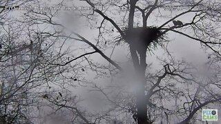 Hays Bald Eagles Mating in the Nest Tree 2022 12 03 08 7:35AM