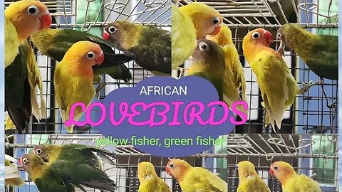 #african lovebirds#fisher#birds#bird#parrots#parrot#cockatiel#cockatiels#budgies#budgie#