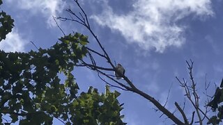 Red-Tailed Hawk fledgling?