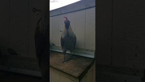 A Beard That'll Make A Lumberjack Jealous #chickens #chickenshorts #chickenlife #backyardchickens