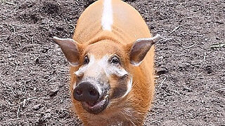 The Rare Red River Hog That Could Be Own