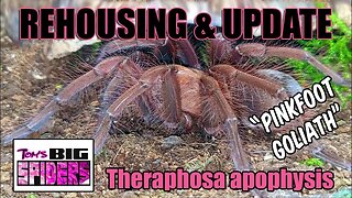 Theraphosa apophysis "Pinkfoot Goliath" Rehouse and Update SEE DESCRIPTION