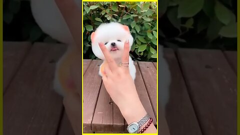 funny dog video