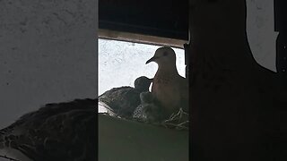 The baby Doves want food. #australia #wildlife #birds #nature #doves