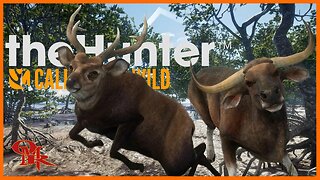 Hog Deer 🎯 Competition - W/The Muzzleloader - Diamond & Rare Hunting - theHunter: Call of the Wild