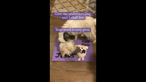 Psalm 119. Puppies and puppies mat. God word is very pure. #Jesus #scripture #bible