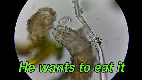 Water Bear tries to eat a Rotifer - 640x magnification