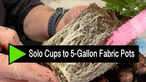How To Transplant Seedlings from Solo Cups to 5-Gallon Pots