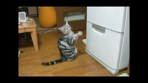 The cat prays to the refrigerator